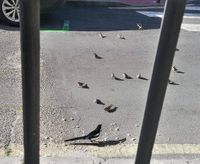 TEMA 1 ELLOS LIBRES, YO ENJAULADA