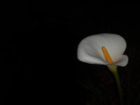 TEMA 3 BELLO POR SU ORIGEN