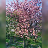 TEMA 3 CEREZOS EN EL CEMENTERIO