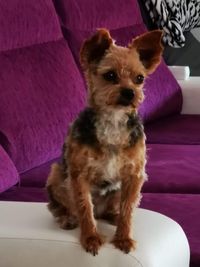 TEMA 3 EL PENSAMIENTO PERRUNO